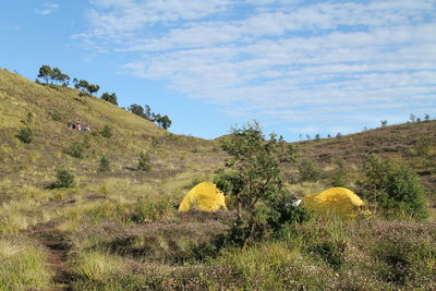 Scenic view of field against sky