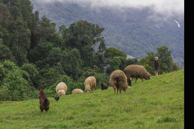 Sheep grazing in a field