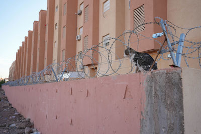 Low angle view of pigeons