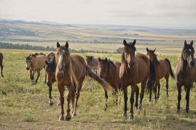 Brown horses on field