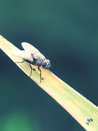 Close-up of dragonfly perching on leaf