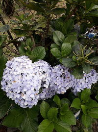 Close-up of white hydrangea flowers