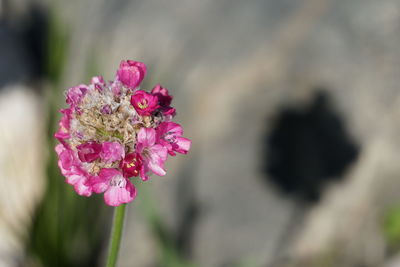 Close-up of pink flower