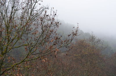 Tree in forest against sky