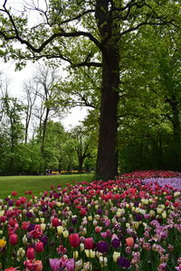 View of flowering plants in park