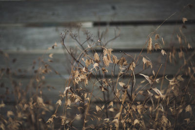 Close-up of plants against lake