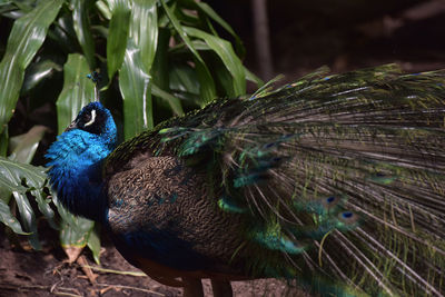 Close-up of a peacock