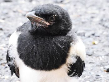 Close-up of a bird on snow