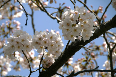 Low angle view of white cherry blossoms against sky