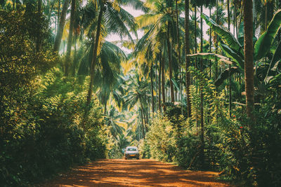 Trees in forest