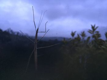 Close-up of silhouette tree against sky