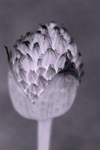 Close-up of rose flower