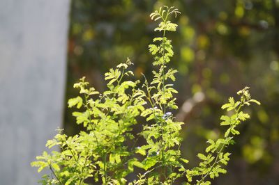 Close-up of flowering plant