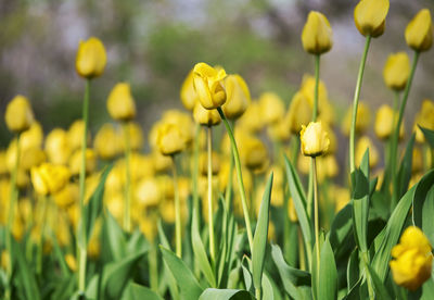 Close-up of yellow flowering plants on field