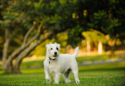 White dog standing on field at park