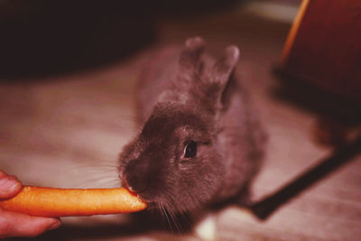 Close-up of hand feeding