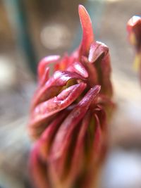 Close-up of wet flower