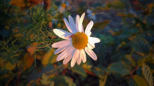 Close-up of flower blooming outdoors