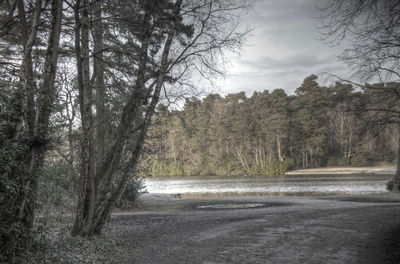 Trees in forest