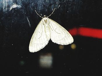 Close-up of butterfly on flower