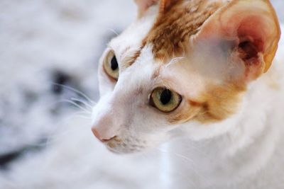 Cornish rex cat 