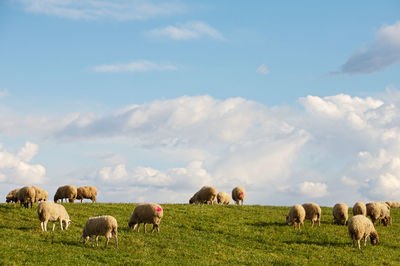 Horses in the field