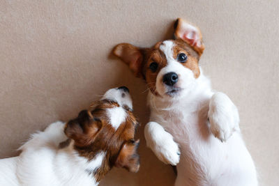 Two cute puppies jack russell terrier on a beige background.