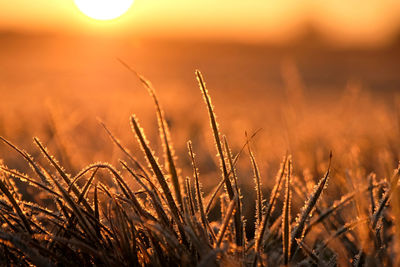 Close-up of plants growing on field against sky during sunset