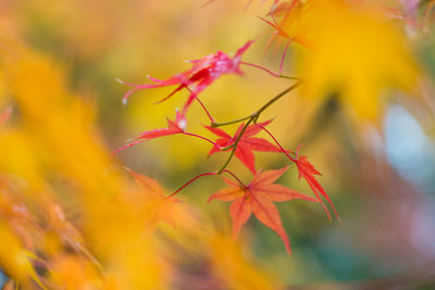 Close-up of maple leaves on plant