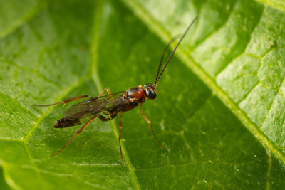 Close-up of insect on leaf