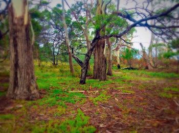 Trees in forest