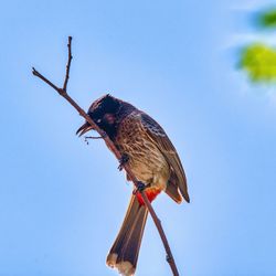 Low angle view of bird perching on plant against clear sky