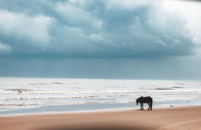 Horses on the beach