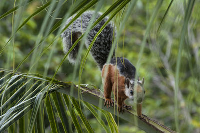 Close-up of a squirrel on tree