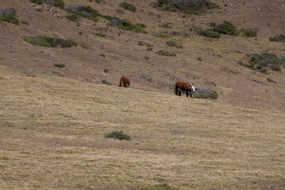 Cows on countryside landscape