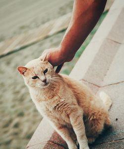 Full length of hand holding cat