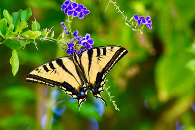 Close-up of butterfly pollinating on flower