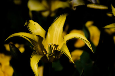 Close-up of yellow flowering plant
