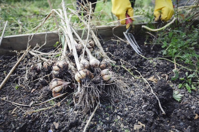 High angle view of mushrooms growing on field