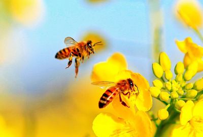 Close-up of bee on yellow flower