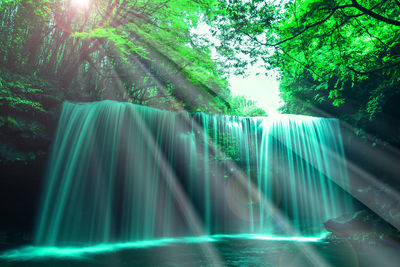 Sunlight streaming through trees in forest