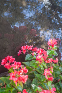 Close-up of pink flowers blooming outdoors