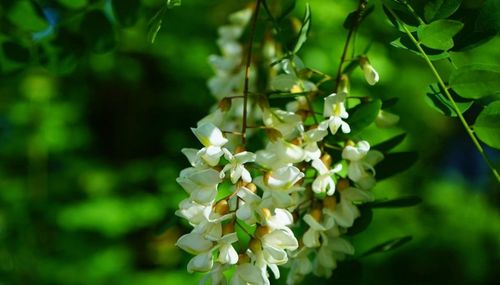 Close-up of flowers growing on tree