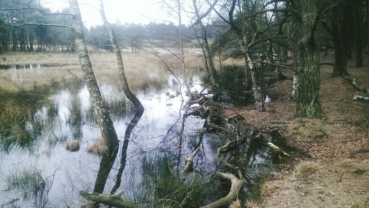 water, tree, reflection, lake, nature, tranquility, river, forest, pond, tranquil scene, day, bare tree, stream, beauty in nature, tree trunk, outdoors, no people, waterfront, branch, scenics