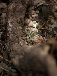 Close-up of bird on plant