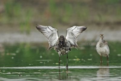 Flock of birds flying over lake