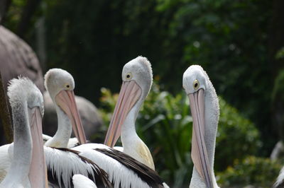 Close-up of pelican