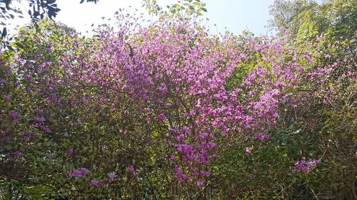 Pink flowering plants on field