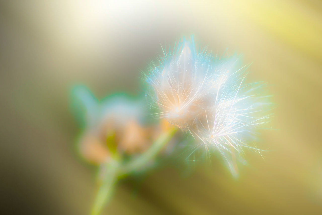 CLOSE-UP OF DANDELION ON PLANT AT NIGHT