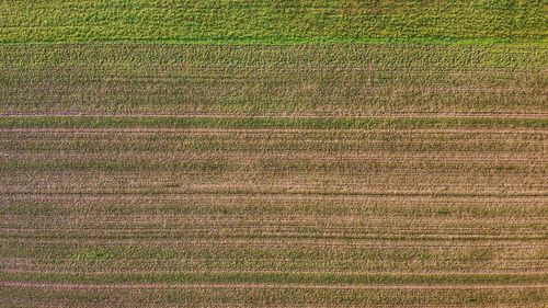 Full frame shot of agricultural field